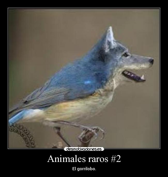 Animales raros #2 -
