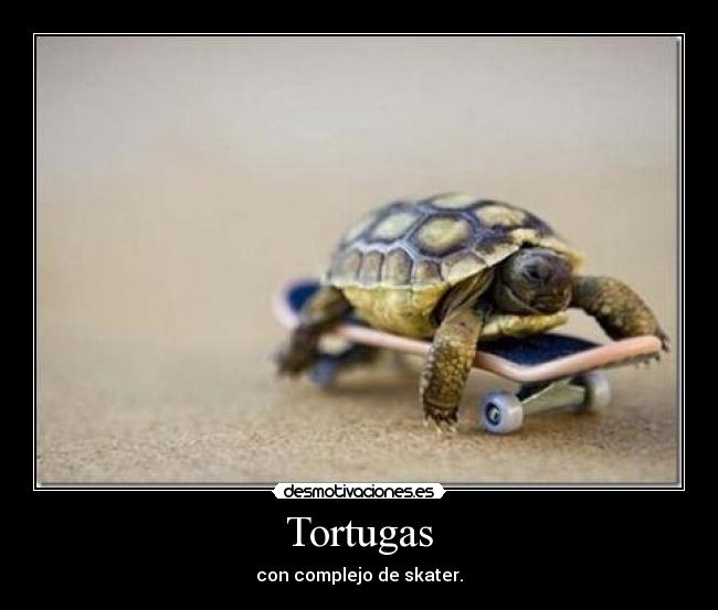 Tortugas - con complejo de skater.