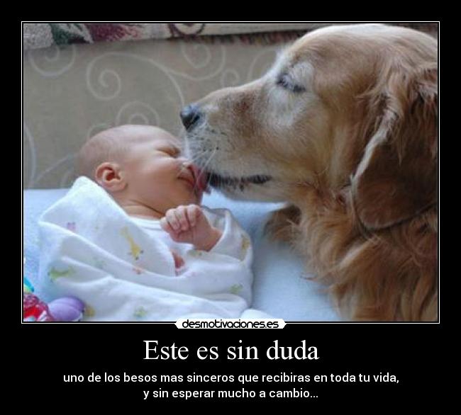 carteles perro beso sincero desmotivaciones