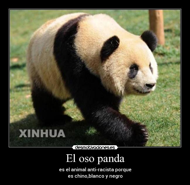El oso panda - es el animal anti-racista porque
es chino,blanco y negro
