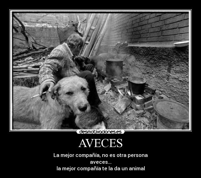 AVECES - La mejor compañía, no es otra persona
aveces...
la mejor compañía te la da un animal