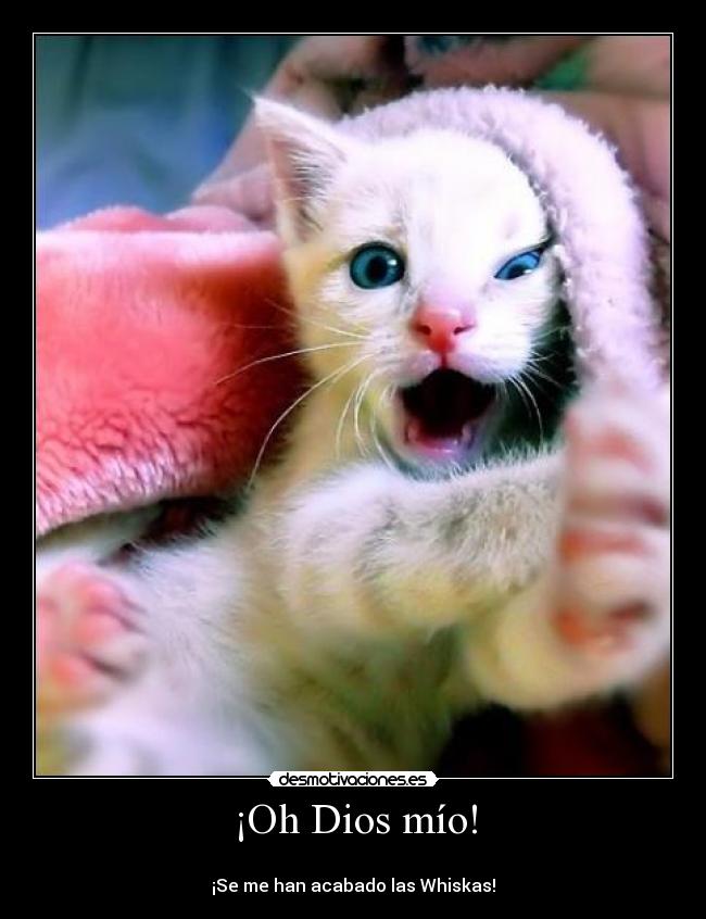 ¡Oh Dios mío! -
¡Se me han acabado las Whiskas!
