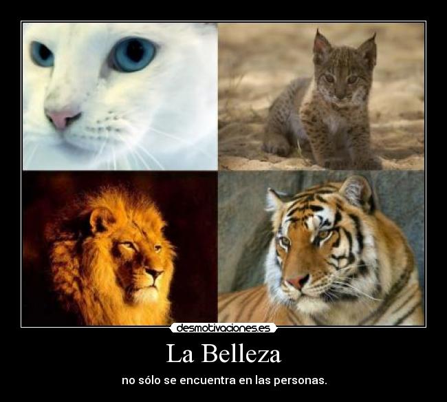 carteles felinos desmotivaciones