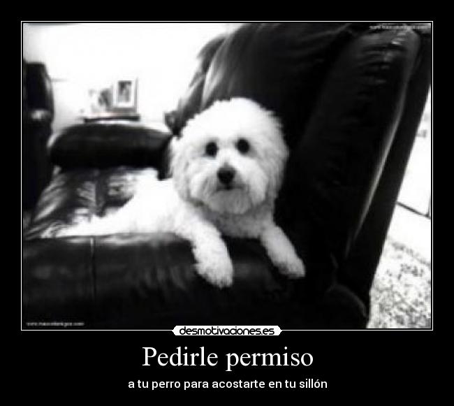 Pedirle permiso - a tu perro para acostarte en tu sillón