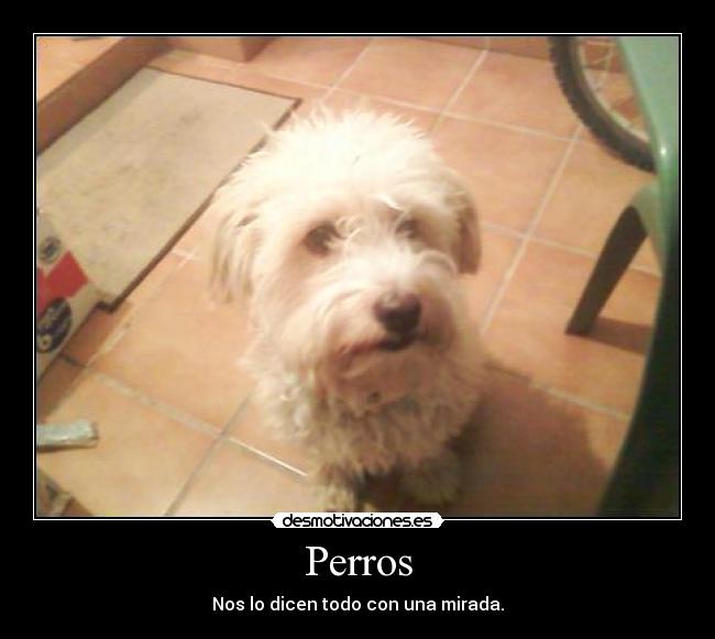 Perros -