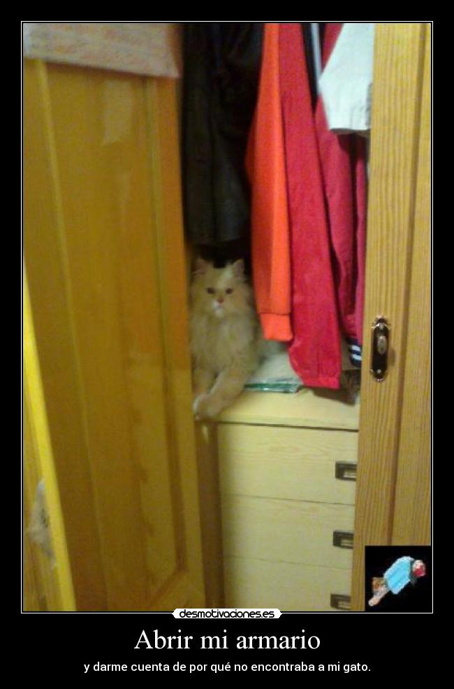 Abrir mi armario - y darme cuenta de por qué no encontraba a mi gato.