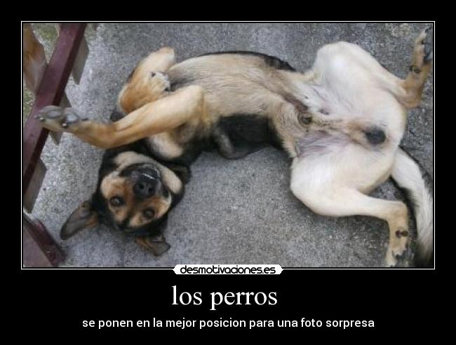 los perros  - se ponen en la mejor posicion para una foto sorpresa