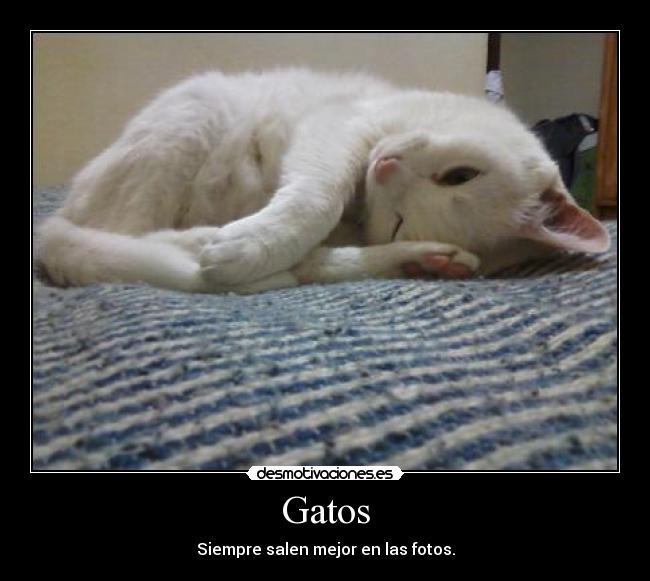 Gatos -