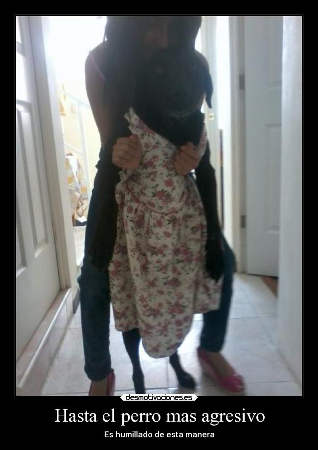 Hasta el perro mas agresivo -