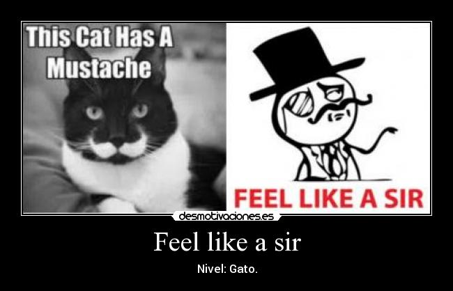 carteles feel like sir gatosmustache desmotivaciones