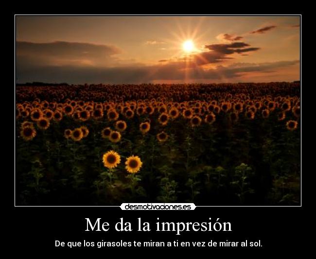 Me da la impresión - De que los girasoles te miran a ti en vez de mirar al sol.
