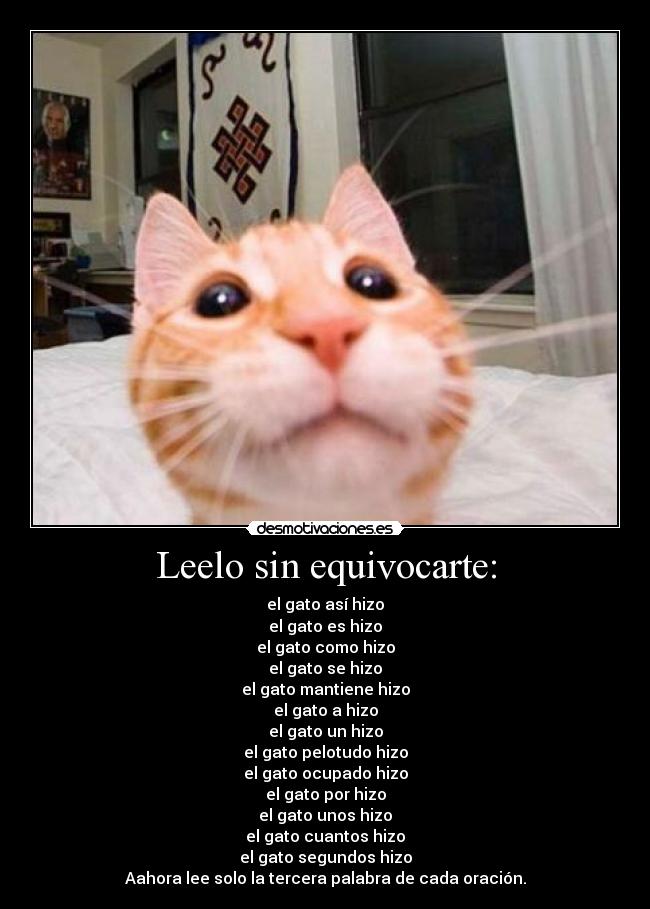 carteles gato desmotivaciones