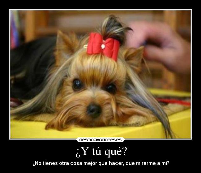 ¿Y tú qué? - ¿No tienes otra cosa mejor que hacer, que mirarme a mi?