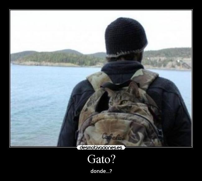 Gato? - donde...?