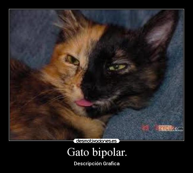 Gato bipolar. - Descripción Grafica