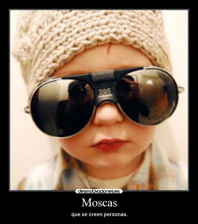 Moscas - 