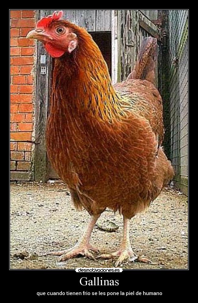 Gallinas - que cuando tienen frio se les pone la piel de humano