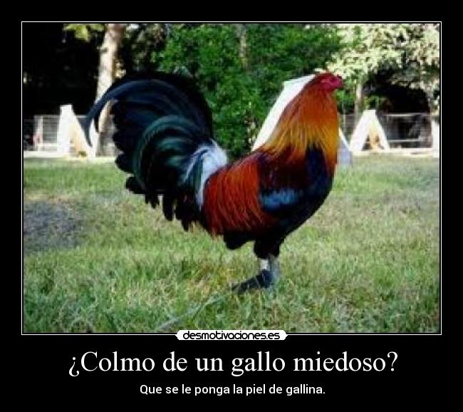 ¿Colmo de un gallo miedoso? - Que se le ponga la piel de gallina.