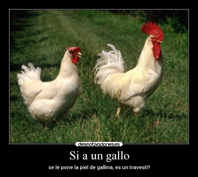 Si a un gallo -
