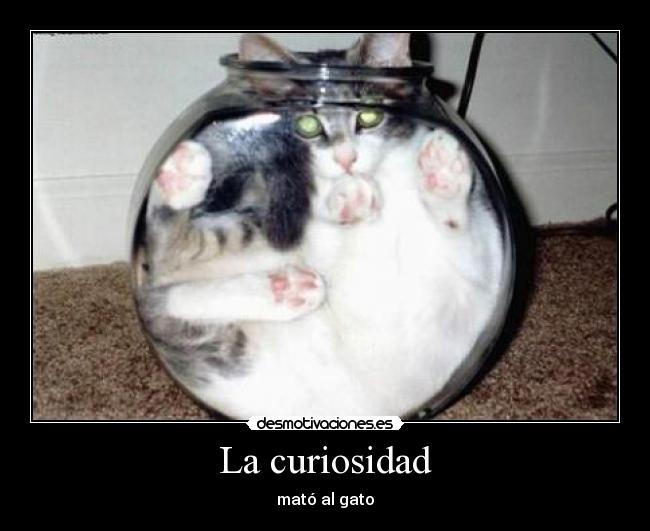 La curiosidad - mató al gato