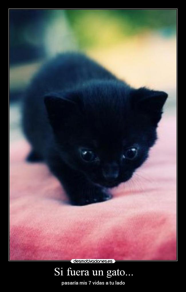 Si fuera un gato... - pasaría mis 7 vidas a tu lado