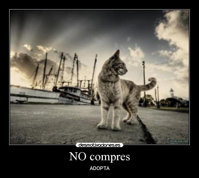 NO compres - ADOPTA