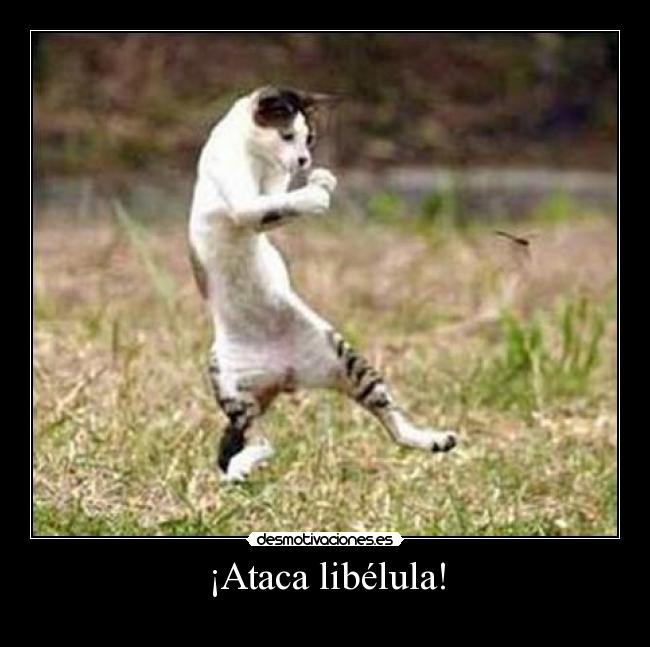 ¡Ataca libélula! - 