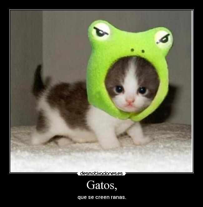 Gatos, - que se creen ranas.