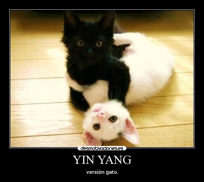 YIN YANG - versión gato.