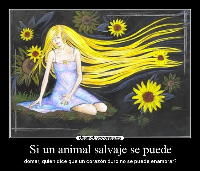 Si un animal salvaje se puede - domar, quien dice que un corazón duro no se puede enamorar?