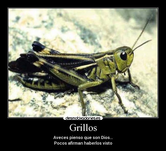 Grillos - Aveces pienso que son Dios...
Pocos afirman haberlos visto