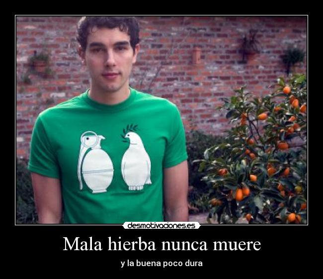 Mala hierba nunca muere - 