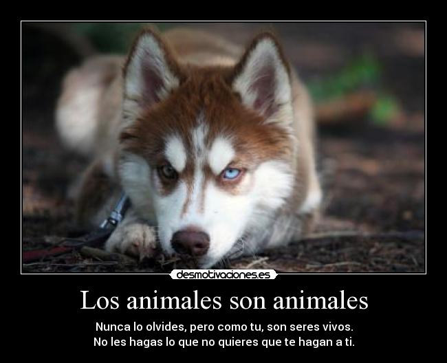 carteles animales animales los animales son animales pero tambien son seres vivos elclanviral desmotivaciones