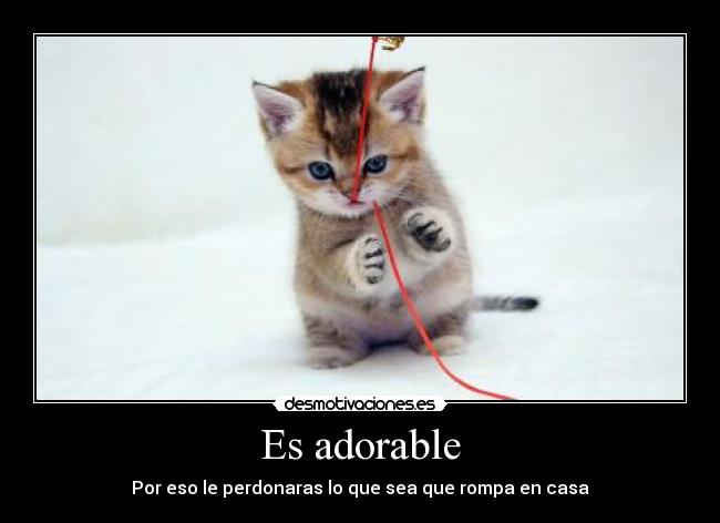 Es adorable - Por eso le perdonaras lo que sea que rompa en casa