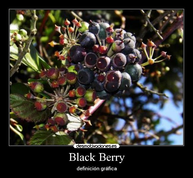 Black Berry -