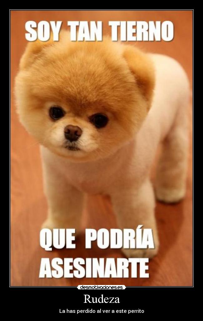 Rudeza - La has perdido al ver a este perrito