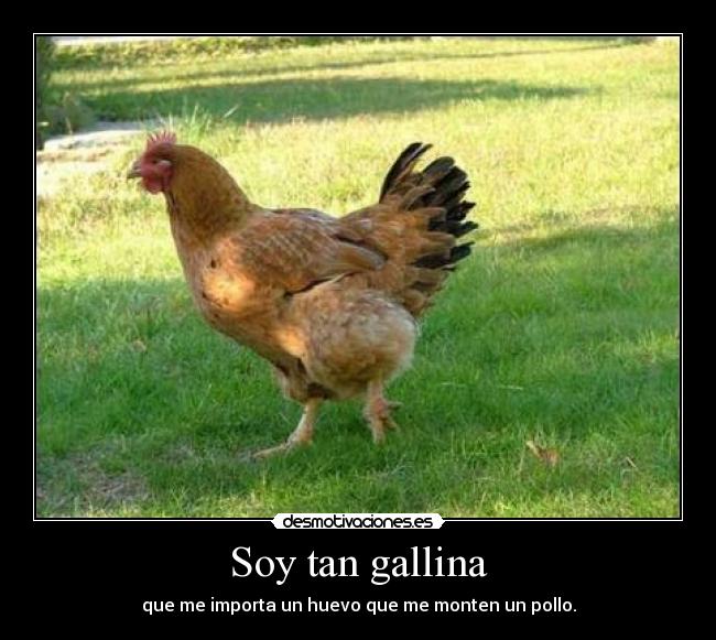 Soy tan gallina - que me importa un huevo que me monten un pollo.