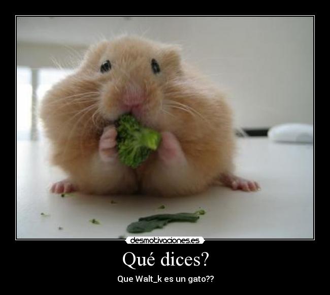 Qué dices? - 