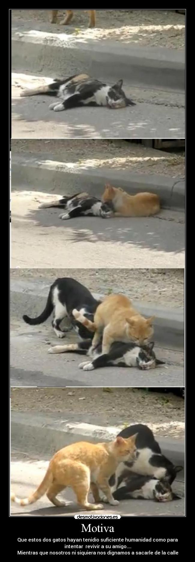 Motiva - Que estos dos gatos hayan tenidio suficiente humanidad como para
intentar revivir a su amigo....
Mientras que nosotros ni siquiera nos dignamos a sacarle de la calle