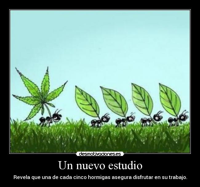 Un nuevo estudio - Revela que una de cada cinco hormigas asegura disfrutar en su trabajo.