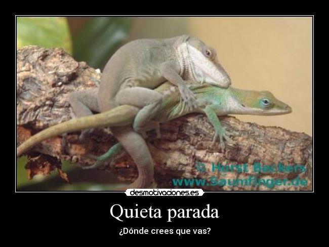 Quieta parada - ¿Dónde crees que vas?