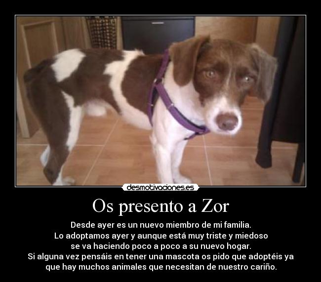 Os presento a Zor - 