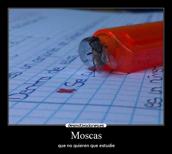 Moscas - que no quieren que estudie