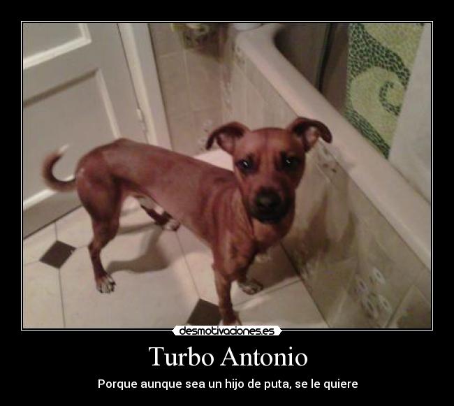 Turbo Antonio -