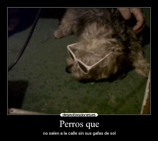 Perros que - 