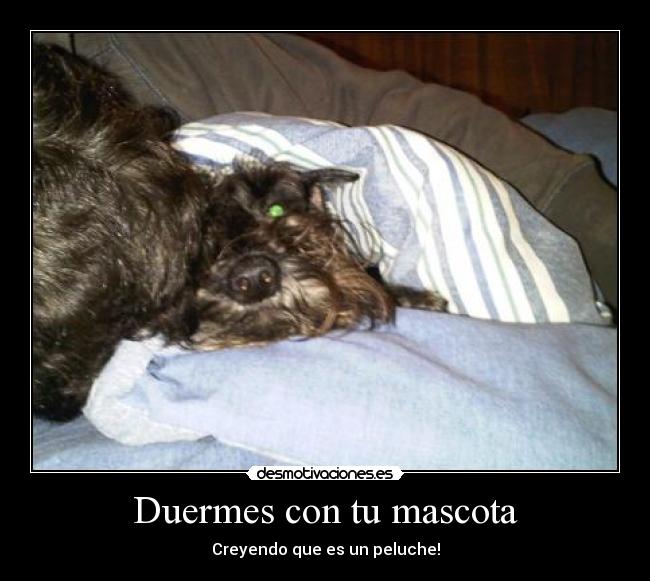 Duermes con tu mascota - Creyendo que es un peluche!