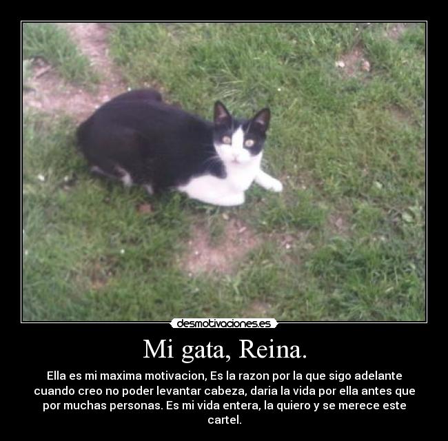 Mi gata, Reina. - Ella es mi maxima motivacion, Es la razon por la que sigo adelante
cuando creo no poder levantar cabeza, daria la vida por ella antes que
por muchas personas. Es mi vida entera, la quiero y se merece este
cartel.