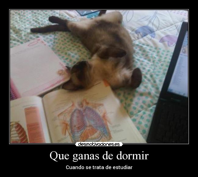Que ganas de dormir - Cuando se trata de estudiar