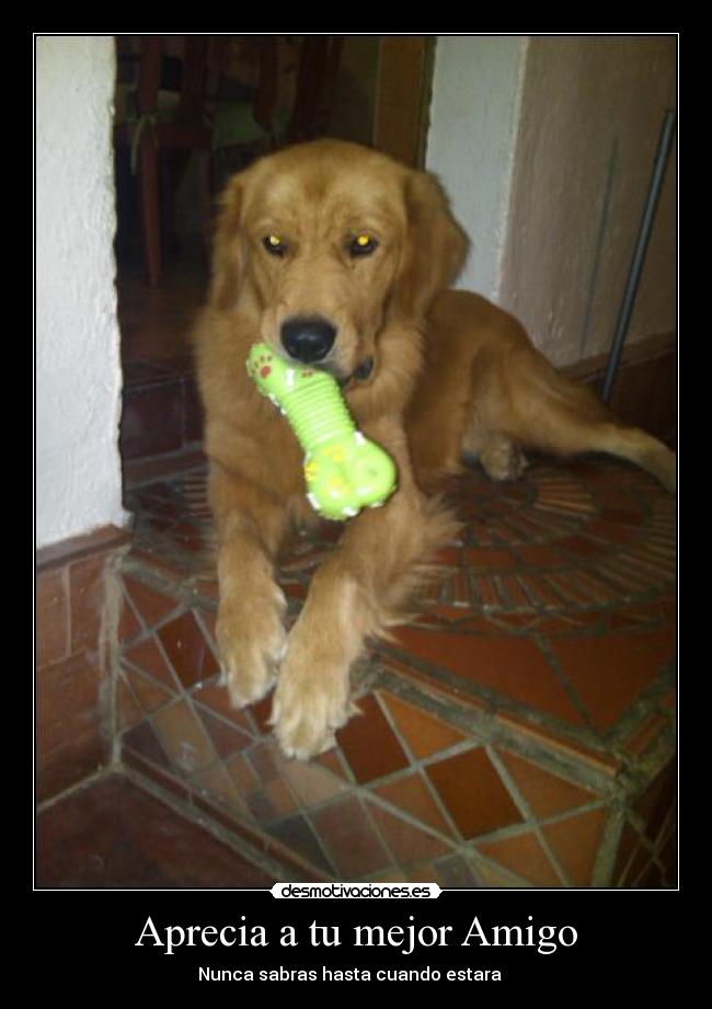 Aprecia a tu mejor Amigo - Nunca sabras hasta cuando estara ♠♠♠