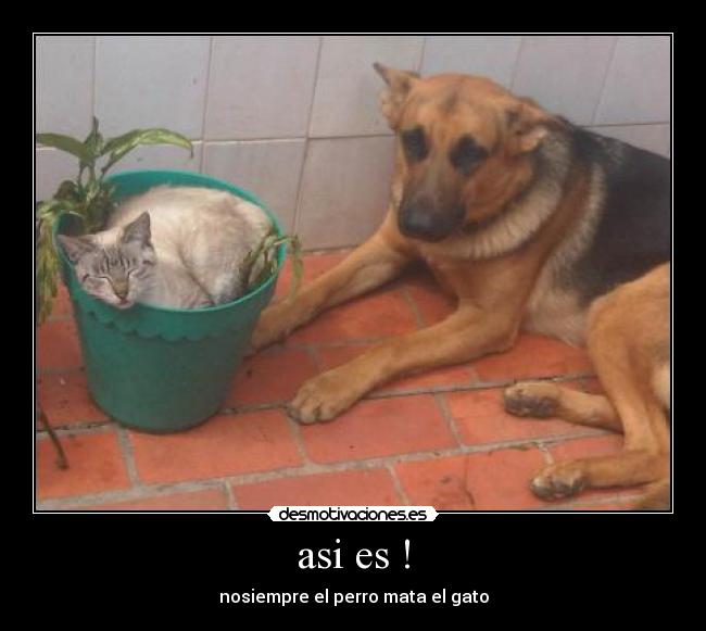 asi es ! - nosiempre el perro mata el gato
